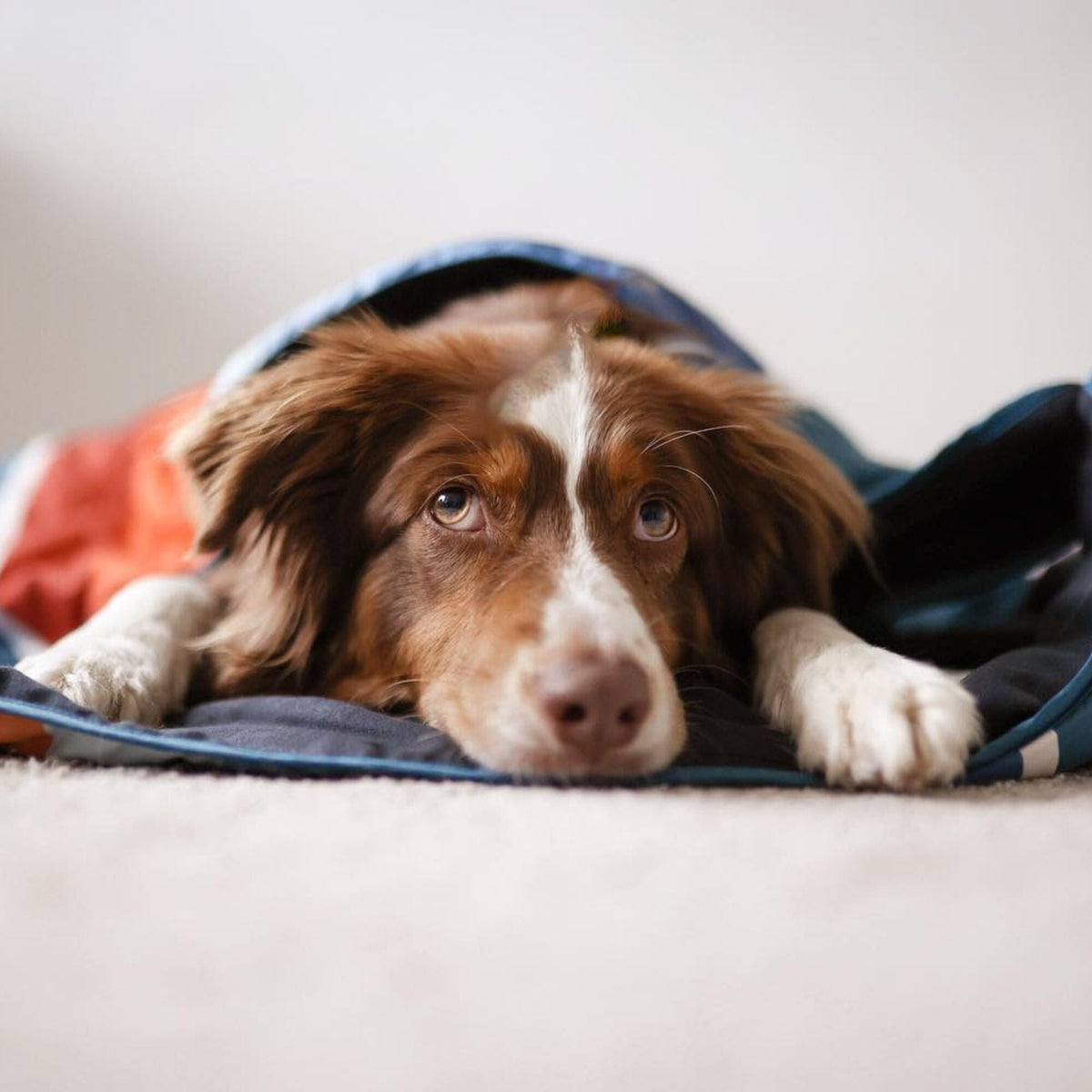 VOITED Quilted Premium Recycled Pet Blanket - Camp Vibes Two Blankets VOITED