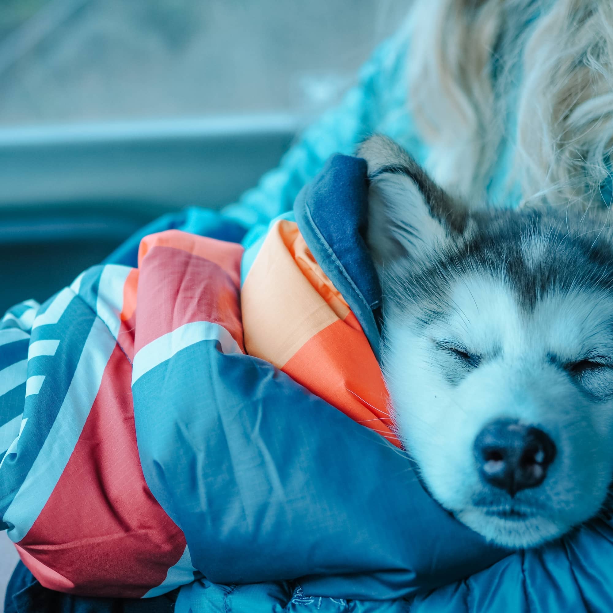 Pet hotsell friendly blanket